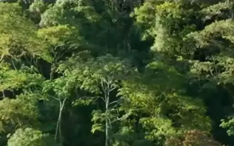 "�rase una vez un bosque", este martes en AF Cine