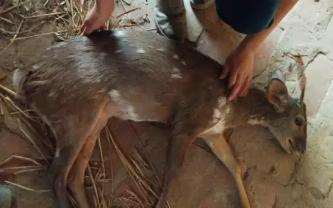 Rescatan a venado que huy� de los incendios pero fue herido con arma