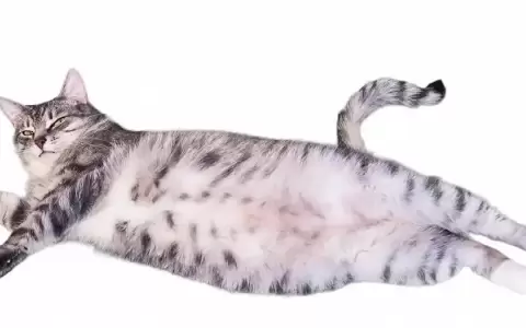 �Por qu� los gatos tienen "bolsas" extra�as en el vientre?