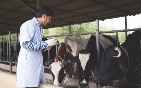 Fiebre aftosa est� controlada en Sudam�rica, pero cambios ambientales son alertas, advierten