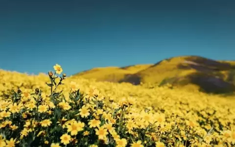 �Qu� significan las flores amarillas y por qu� se regalan en septiembre?