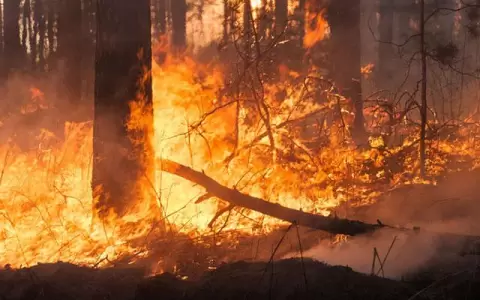 Denuncian m�s de 4 millones de hect�reas consumidas por los incendios en Bolivia en solo tres meses
