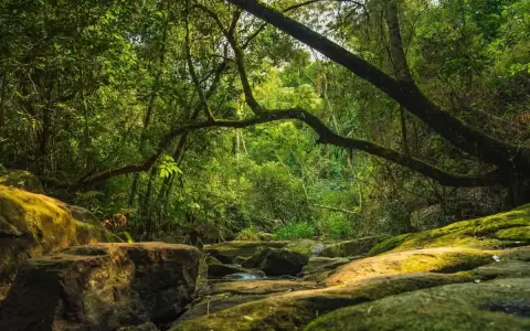 Infona inicia proceso de participaci�n para generar una pol�tica forestal nacional