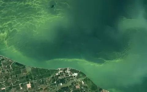 Una alga t�xica ti�e de verde un gran lago en Norteam�rica
