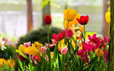 Primavera.