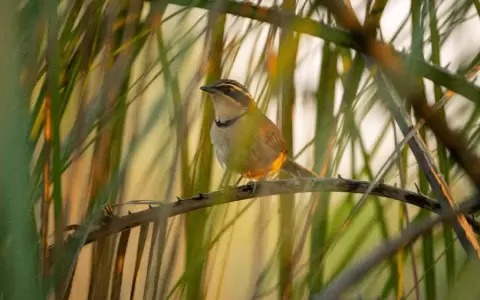 Paisajes invisibles del Cerrado y las "Aves en Armon�a"