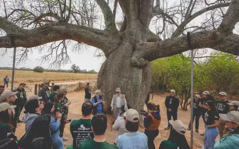 Colosos de la Tierra: majestuosos �rboles del Chaco y la historia viva de la regi�n
