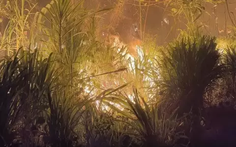 Bolivia en emergencia nacional por los incendios forestales