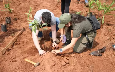 Paraguay Planta sum� 700 �rboles en su novena edici�n