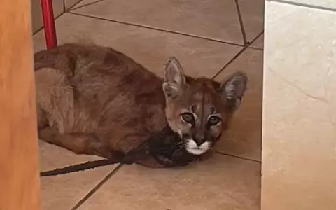 Puma en estado de desnutrici�n estaba en una vivienda, listo para su venta