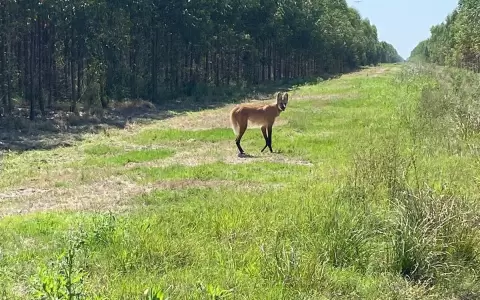 Fauna nativa en plantaciones