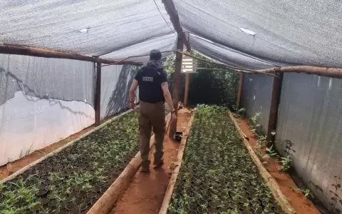 Incautan marihuana vip en el norte del pa�s durante la Operaci�n TURC