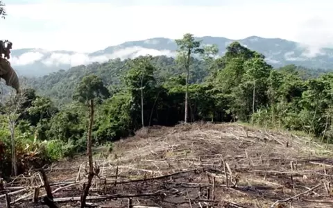 Brasil pide a Espa�a su apoyo para lograr la suspensi�n de la ley antideforestaci�n de la UE
