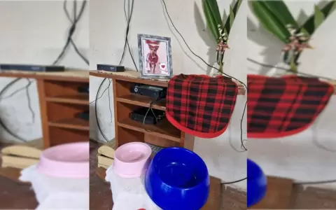 La hero�na Laika ya tiene su propio altar en la sala de su vivienda