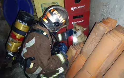 Emotivo rescate: bomberos salvan a perritos atrapados en voraz incendio