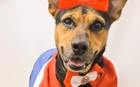 Muri� Laika, la perrita que pele� contra un delincuente para defender a su due�o