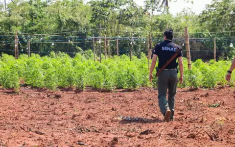 Marihuana premium incautada valdr�a hasta 4.000 d�lares por kilo