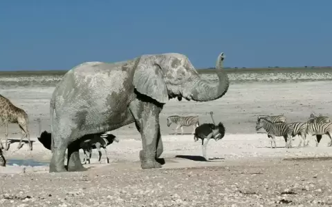 Namibia sacrificar� animales salvajes en medio de la sequ�a