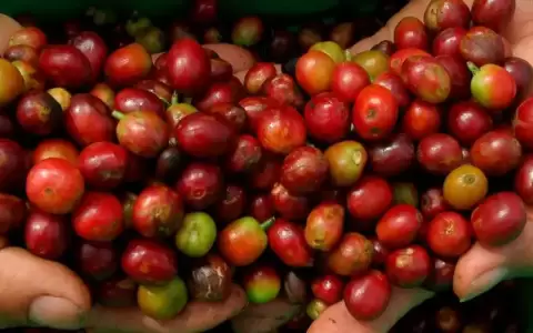 �El caf�, pretexto contra el reglamento antideforestaci�n?