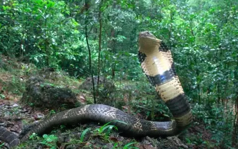 Descubrieron en la India una nueva especie de cobra venenosa que mide m�s de 3 metros