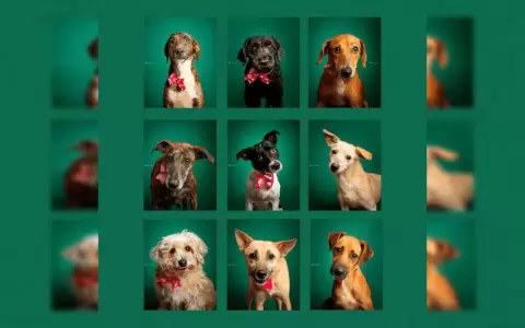 Estos perritos esperan por nuevos hogares en jornada de adopci�n