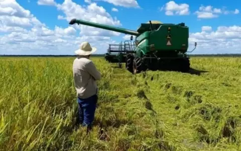 Sector arrocero se muestra resiliente ante desaf�os clim�ticos