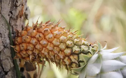 Recursos fitogen�ticos, �seremos capaces de revertir la p�rdida de biodiversidad nacional?