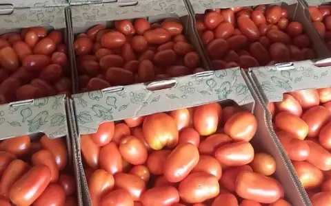 Contin�a exportaci�n de frutihort�colas a la Argentina y se miran otros mercados