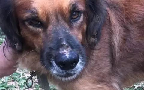 Fiscal�a proces� a un hombre que habr�a abusado varias veces de un perro