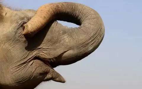 La ciencia lo dice: la memoria de elefante no es un mito