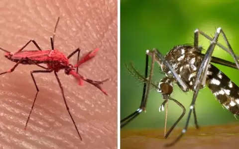 Crean mosquitos rojos para el combate contra el dengue