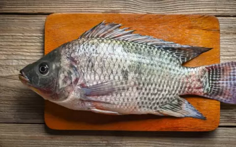 EcoPez: empresa de producci�n sostenible de tilapia en Paraguay