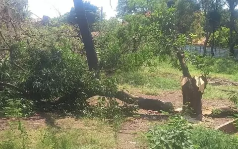 Talaron m�s de 100 �rboles del "Bosque San Vicente"