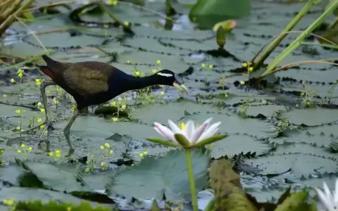 �Qu� est� en juego en las negociaciones sobre biodiversidad?