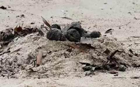 Cierran dos playas de S�dney por misteriosas bolas negras