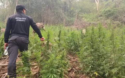 Cultivos de marihuana en Amambay.