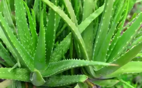 �Por qu� recomiendan tener una planta de aloe vera en casa?