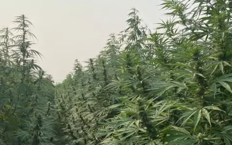Cannabis paraguayo conquista Europa del Este: compraron toda la producci�n de flores