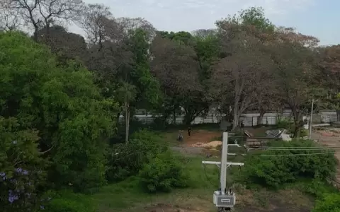 Denuncian inicio de tala de �rboles en el "Bosque de San Vicente"