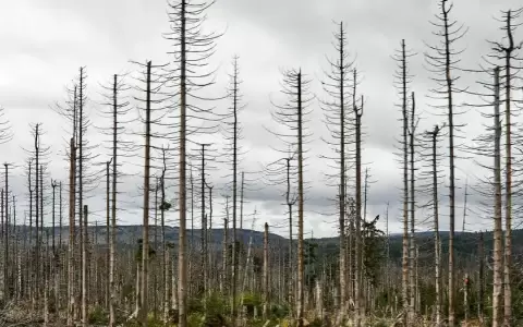 �Por qu� la desaparici�n de bosques podr�a ser buena noticia?