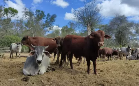 Titular de Comisi�n de Carnes: �Paraguay tiene demasiado ganado para pocas industrias�