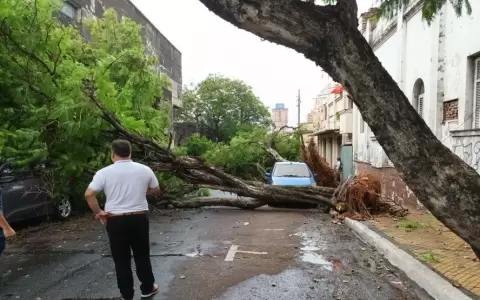 Temporal en Asunci�n y �rea Metropolitana deja �rboles ca�dos y cortes de luz