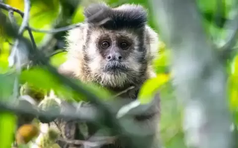 A los animales les gusta emborracharse m�s de lo que creemos