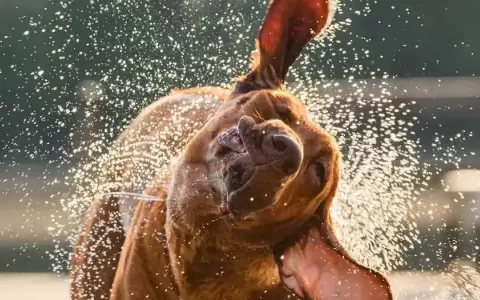 �Por qu� los perros sacuden su cuerpo cuando est�n mojados?