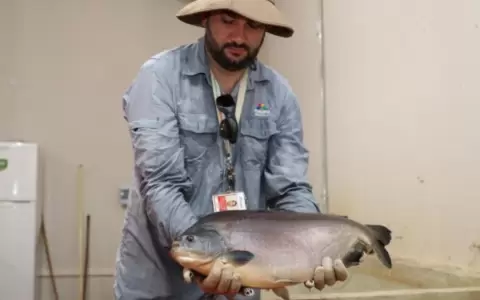 Itaip� inicia temporada de reproducci�n de peces para fortalecer fauna �ctica