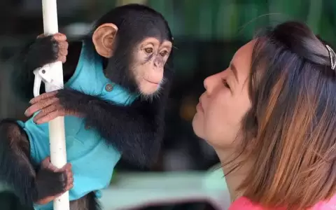 Chimpanc�s desempe�an mejor las tareas si tienen p�blico