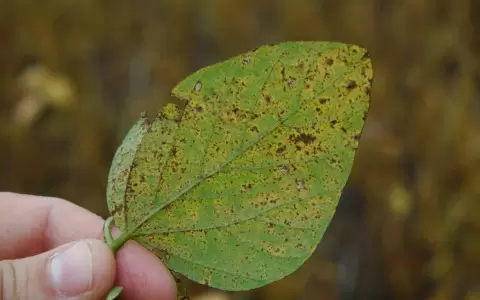 Activan alerta fitosanitaria ante aparici�n de roya en cultivos de soja