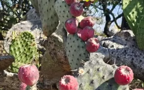 La tuna, naturaleza que se come