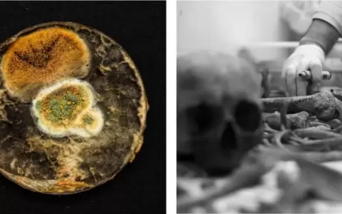 Ganadores del Concurso de Fotograf�a Cient�fica 2024 del Conacyt