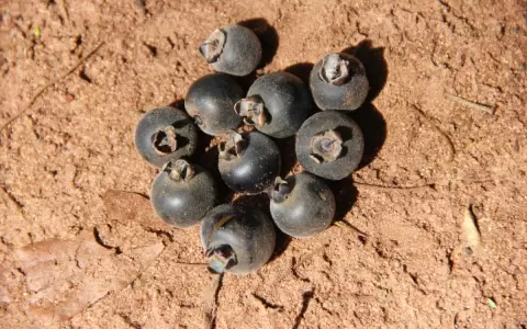 �Exploraste ya el delicioso mundo de los frutos comestibles? Un viaje a la naturaleza